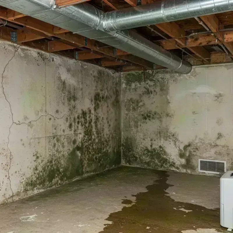 Professional Mold Removal in Greenfield, OH